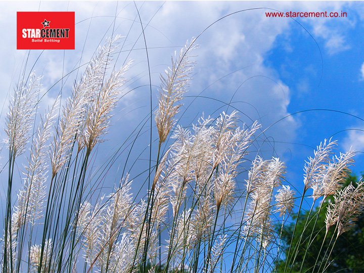 star cement on twitter we associate the white kash ful set against a blue sky with the onset of durga puja starcement durgapujamood durga puja starcement durgapujamood