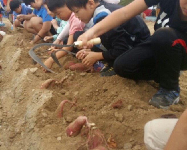daejiggum's tweet image. #성남시 #성남시민농원 농사체험장 
첫날부터 분주한 고구마캐기체험
고구마에 대해 공부하고 정성껏 고구마를 캤어요. 덩이뿌리가 주렁주렁 올해 고구마도 풍년이네요^^
#성남시농업기술센터 #텃밭지도사