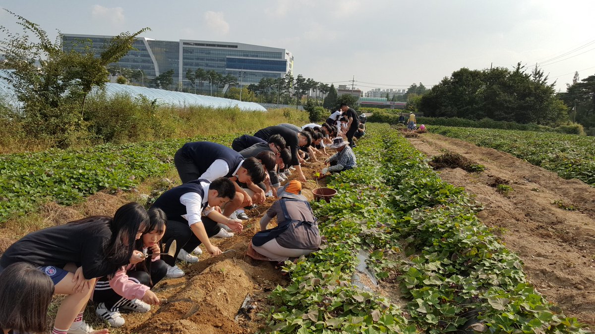 daejiggum's tweet image. #성남시 #성남시민농원 농사체험장 
첫날부터 분주한 고구마캐기체험
고구마에 대해 공부하고 정성껏 고구마를 캤어요. 덩이뿌리가 주렁주렁 올해 고구마도 풍년이네요^^
#성남시농업기술센터 #텃밭지도사