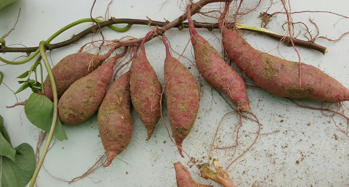 daejiggum's tweet image. #성남시 #성남시민농원 농사체험장 
첫날부터 분주한 고구마캐기체험
고구마에 대해 공부하고 정성껏 고구마를 캤어요. 덩이뿌리가 주렁주렁 올해 고구마도 풍년이네요^^
#성남시농업기술센터 #텃밭지도사