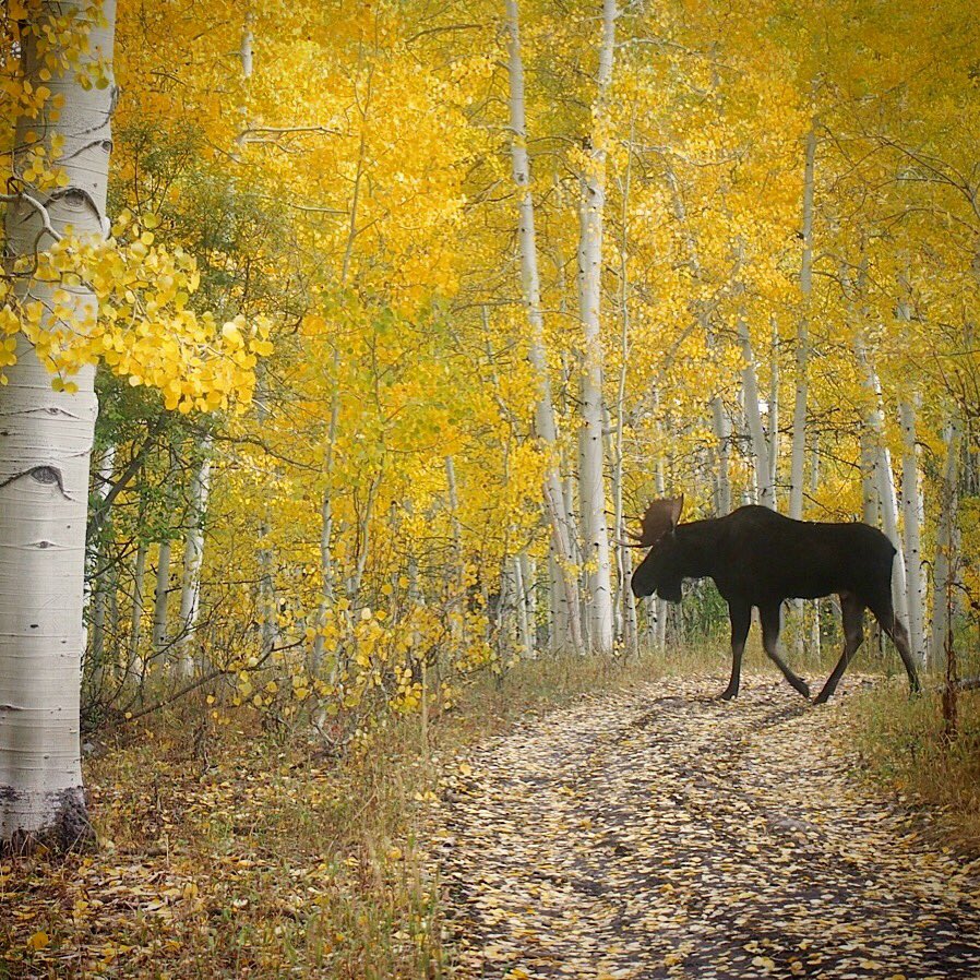 DLeegAgency's tweet photo. #Moose #FallinCO #Wildlife https://t.co/emXGBWHmhp