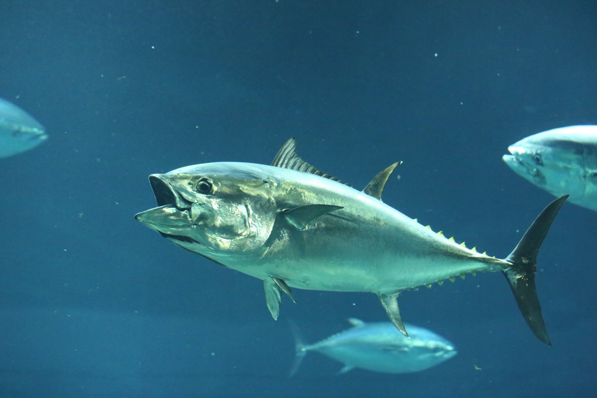 マグロはどこにすんでるの 死ぬまで泳ぎ続けるって本当 マグロのひみつを紹介する10 8のスタッフトークfor Kids マグロってすごい 対象は小３ 中３ 詳細は 葛西臨海水族園 公式 Scoopnest
