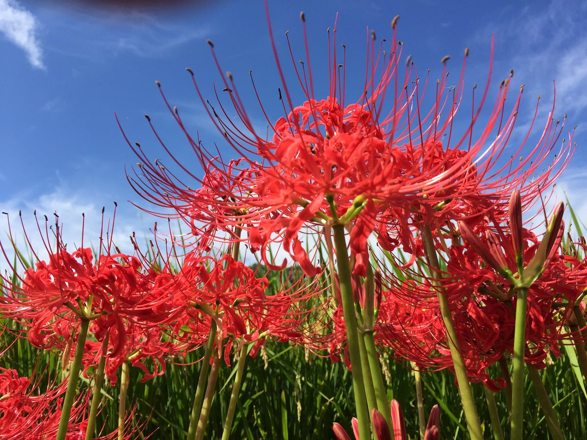 華咲 على تويتر 葉見ず 花見ず 彼岸花別名です 花があるときは葉がなく 葉があるときは花がないことから 花が枯れると葉を出し 寒い冬でも緑を繁ませて球根を育てて次の秋には 天界に咲く花と呼ばれる曼珠沙華を咲かせます