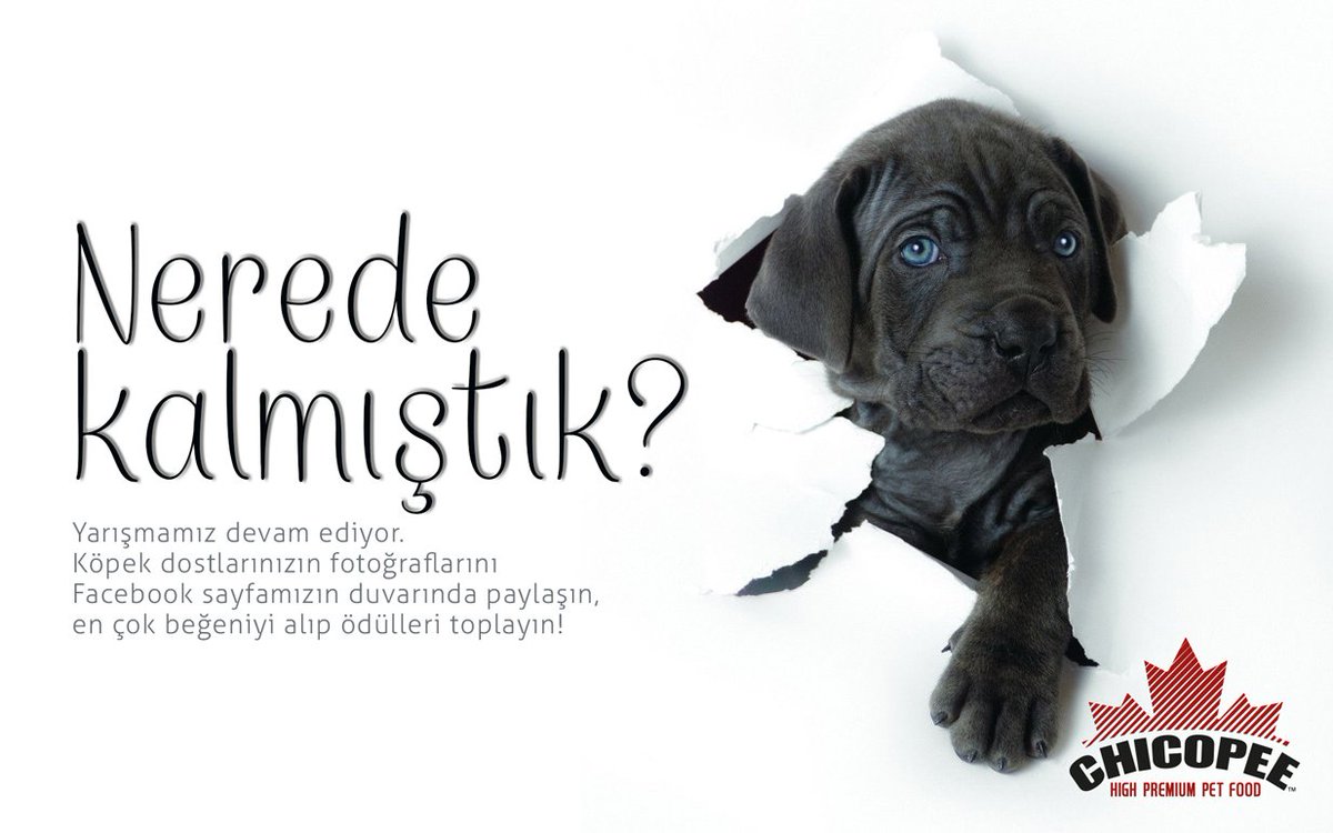 Chicopee Konserve Köpek Maması ödüllü yarışmamız devam ediyor. Siz de facebook.com/chicopeeturkiye sayfamızı ziyaret edip yarışabilirsiniz.