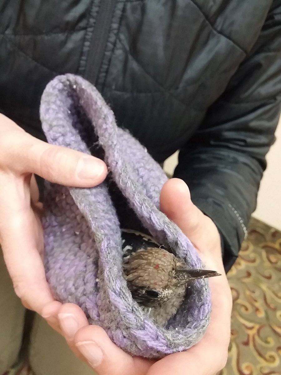 SafeWingsOtt's tweet image. Another day, another Yellow-bellied Sapsucker rescued from #ottcity sidewalk #ottbird # #windowstrike