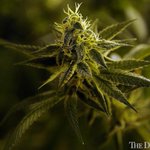 Photo by WeedWeb, Inc. (@WeedWeb)