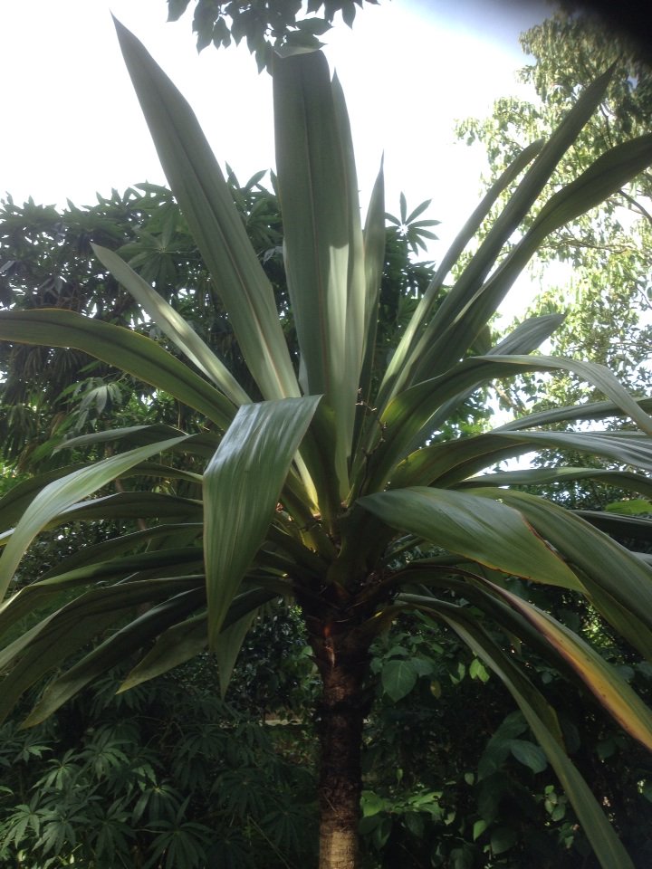 cptaxo's tweet photo. Cordyline indivisa, the mightiest of the cabbage palms. An unusually fine specimen in Hampshire https://t.co/X2gRqsIgcs