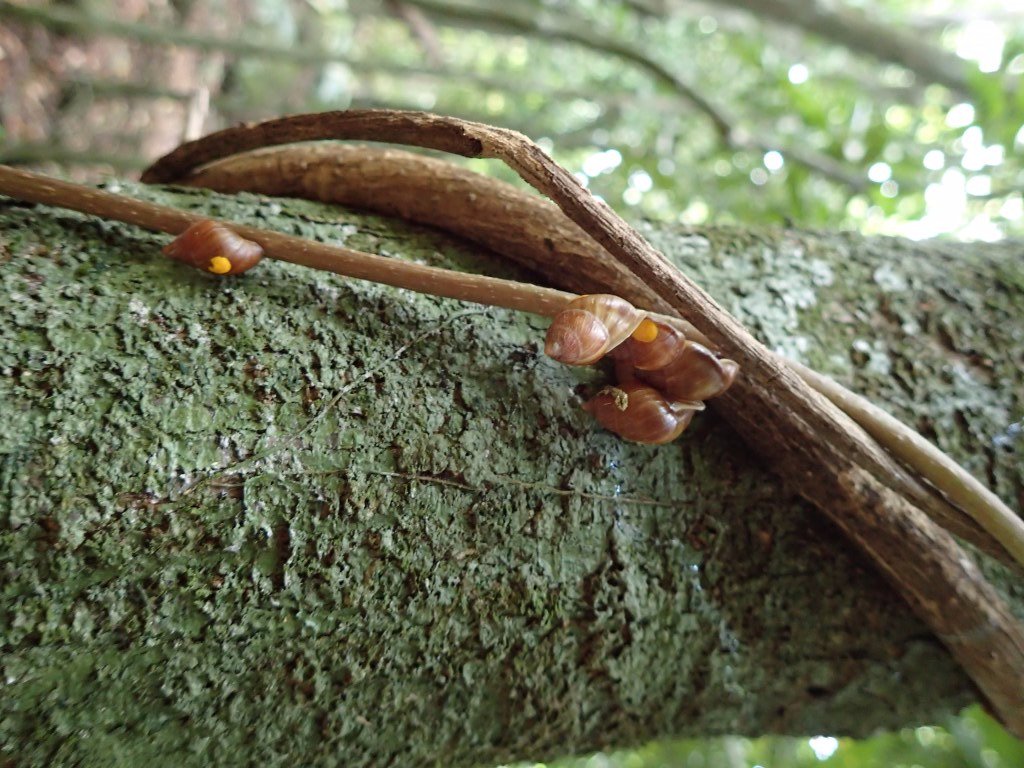 rzss's tweet photo. Snail mail - #RZSS & its partners #reintroduce rare #Partula snails to French Polynesia: https://t.co/uLi2VPjZmN #conservation https://t.co/nXxS4feGLV