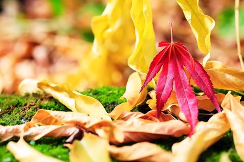 Just a little reminder that @TrenthamGardens now closes at 6pm, last day entry 5pm. #Autumn is here! trentham.co.uk/trentham-garde…