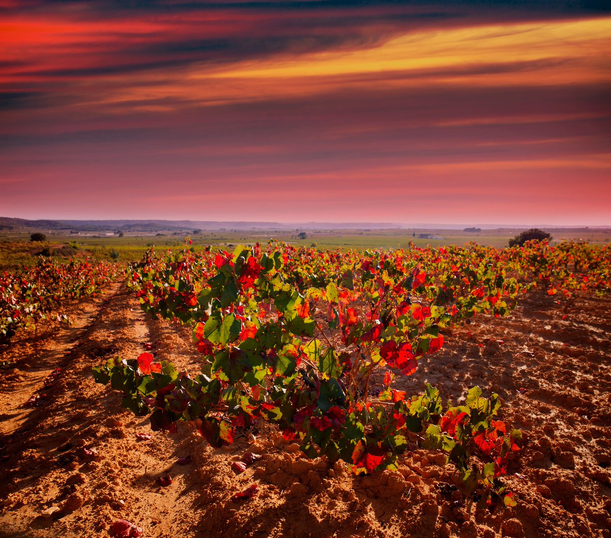 Looking for the perfect autumn break? Check out @winetouring in Spain on @hero_leander bit.ly/2cEOfg7 #travel #winetourismspain