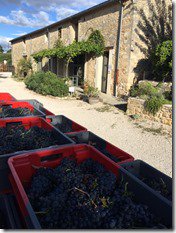 GarKeogh's tweet photo. #Harvest in Clavel Le Mas getting ready for @WanderlustRest #autumnwine  https://t.co/JViTJLY8jT