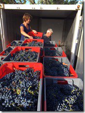 GarKeogh's tweet photo. #Harvest in Clavel Le Mas getting ready for @WanderlustRest #autumnwine  https://t.co/JViTJLY8jT