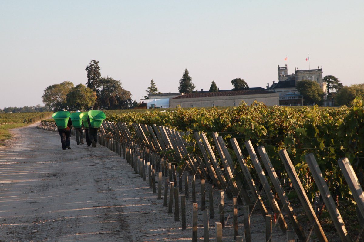 Ducru-Beaucaillou tweet media