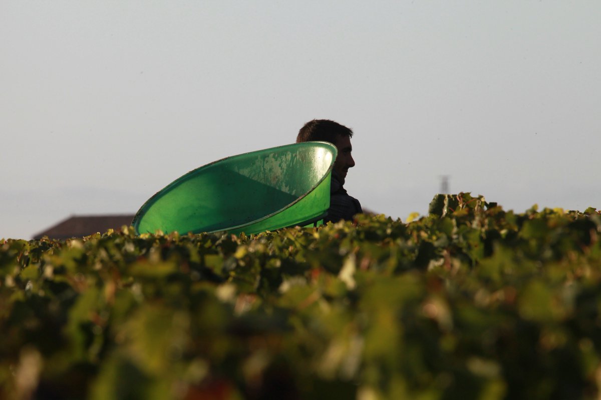 Grape-harvest season is now open ! #DucruBeaucaillou