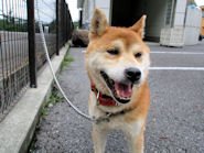 miwa_www's tweet photo. 【#群馬県　#高崎市　#柴犬　茶白　保護情報】
収容日9月21日
期間10月5日
場所　#吉井町 岩崎
オス、推定10才・中・首輪なし
◉首輪、チェーンは愛護センターの物
 高崎市動物愛護センター☏027-330-2323
#迷子犬　https://t.co/7lx5LwlVch