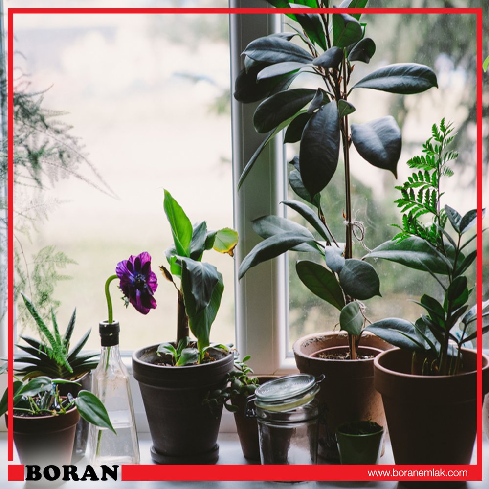 Oturma odanızda küçük bir bahçe yaratmaya ne dersiniz?