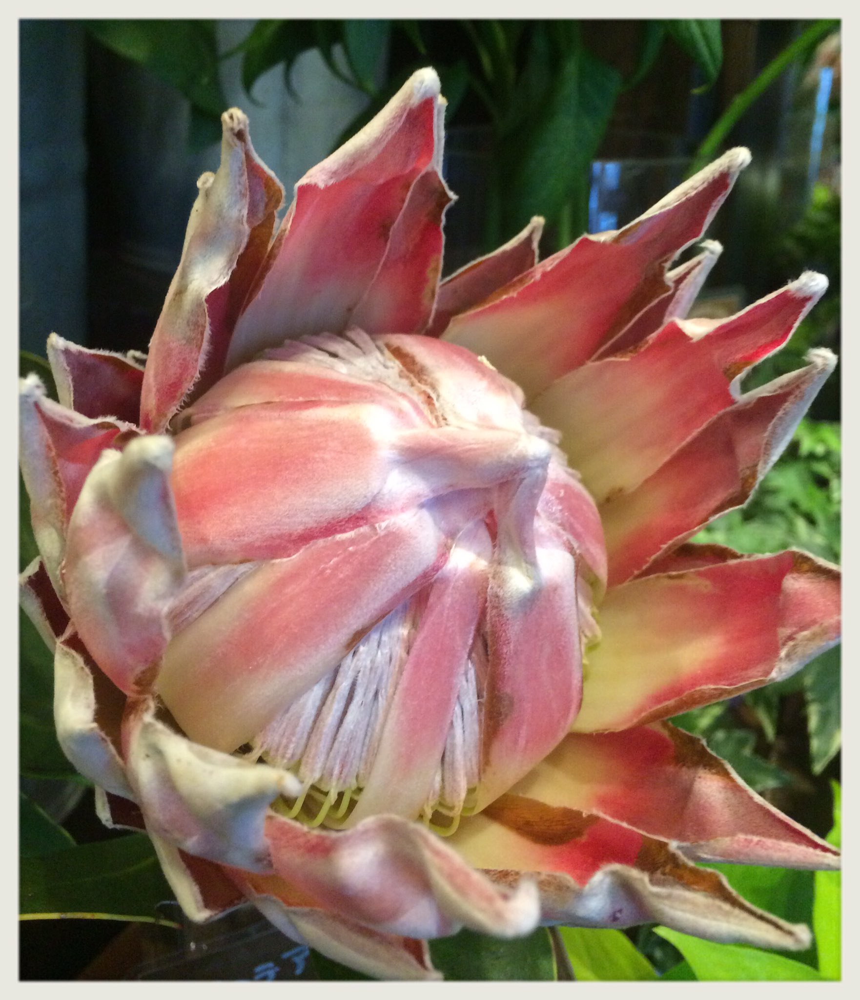 シーズンハーツ 本日のお花 プロテア 花言葉 王者の風格 甘い恋 花がとても大きく 持ちもとても良いです 名前の由来がギリシャ神話に登場する海神 プロテウス から取られたそうで 神秘的な雰囲気を漂わせてますね お花 写真 花言葉