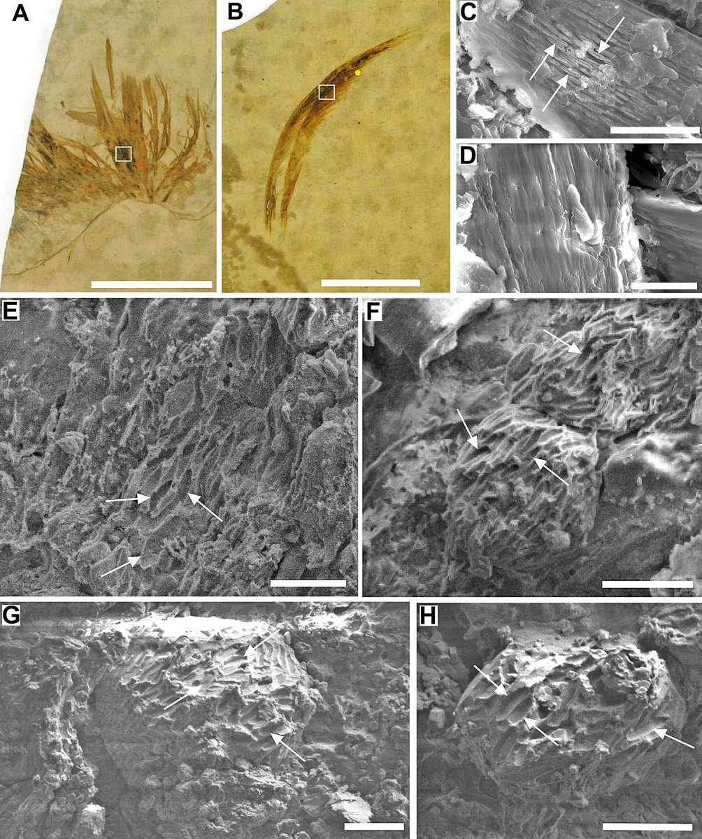 BirdGuides's tweet photo. Scientists get closer to establishing colours of fossil bird feathers
https://t.co/wFeBozPefo
#ornithology https://t.co/9UJpWBXeFX