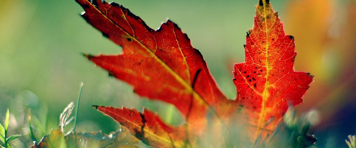 20 grandi #vini rossi per salutare l'arrivo dell'#autunno su Callmewine: callmewine.com/it/vino/selezi…