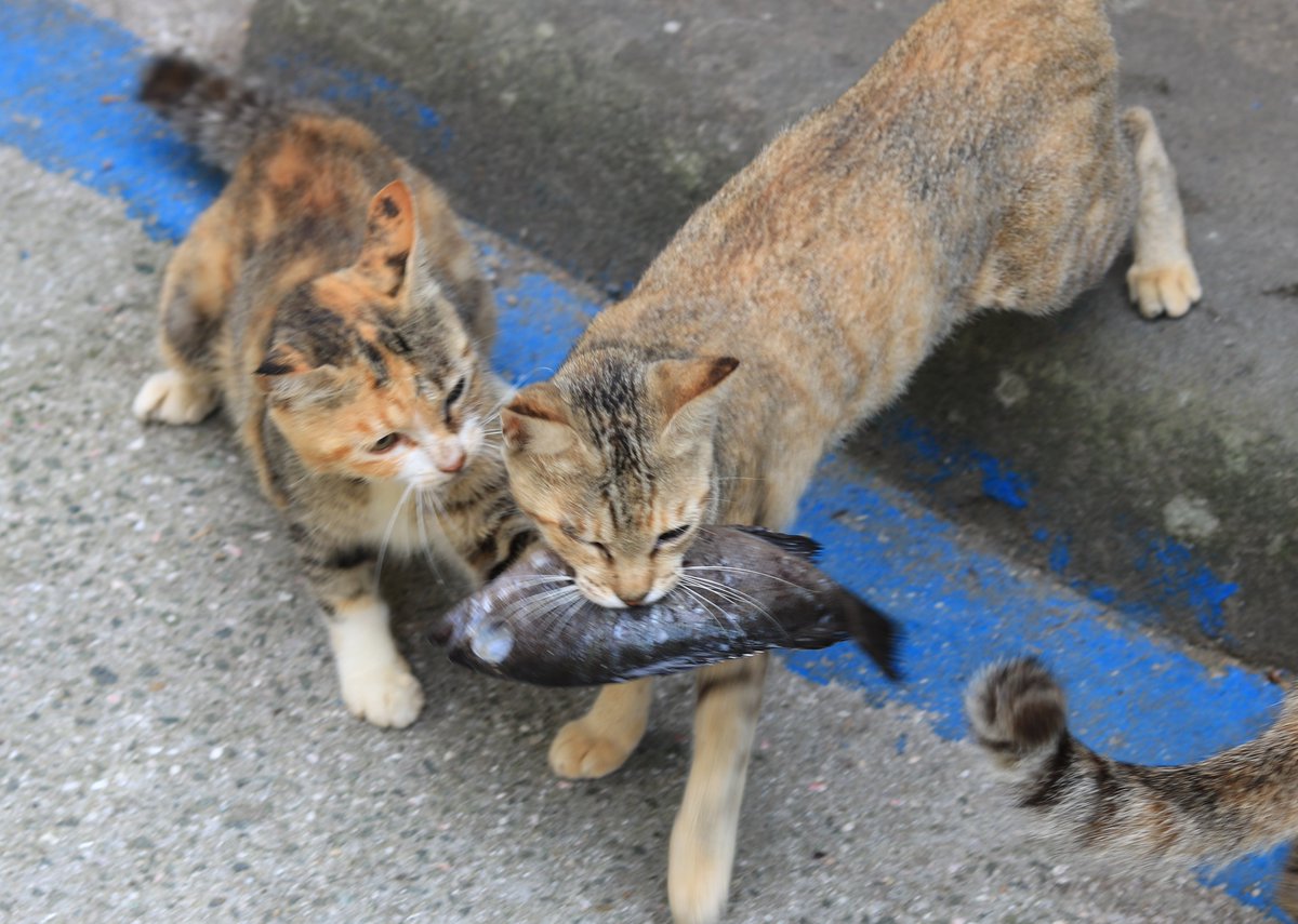 猫の島 青島 A Twitter 猫の会長さんは漁師の奥さんで 魚のプロです また漁師はフグとか区別がつきます 猫たちがフグを食べることは絶対にありません