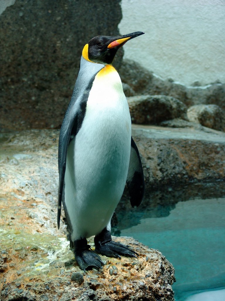 sadafmohd786's tweet image. #PenguinUpdate is now a part of main #GoogleAlgo. It will be really helpful for #whitehatseo workers.