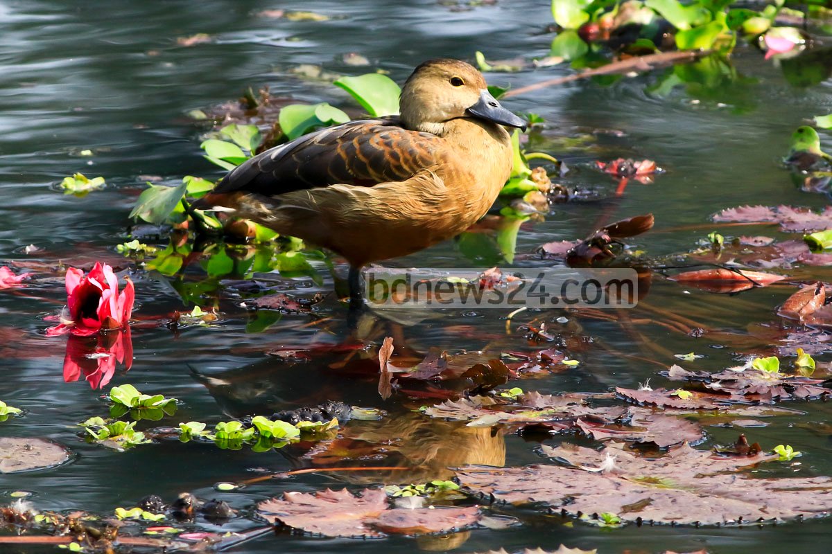 Jahangirnagar Univ tweet media
