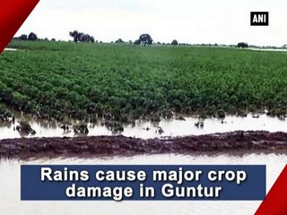 InvGurInd's tweet photo. Rains cause major crop damage in Guntur
https://t.co/rhgff2p2Av
#incessantrains, #AndhraPradesh, #heavydamage, #standingcrops https://t.co/qJ7EoTq313