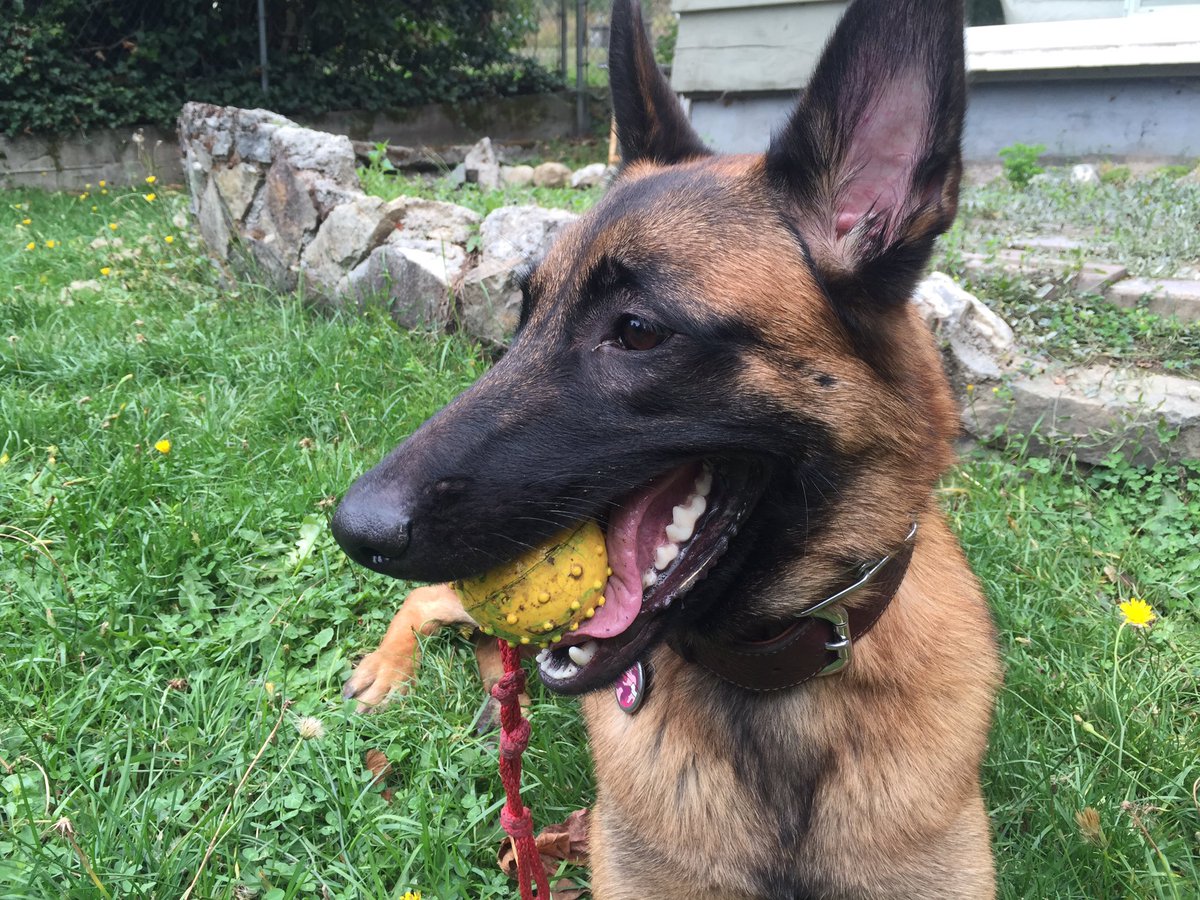 Humezey's tweet photo. She always has a ball in her mouth even when she takes a break lol https://t.co/1GbdgpCbGr