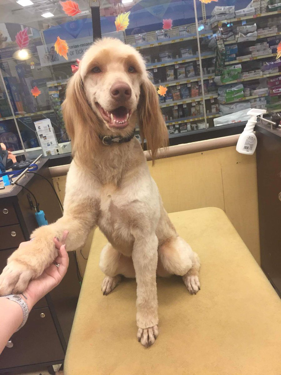 Petsmart1167 tweet media