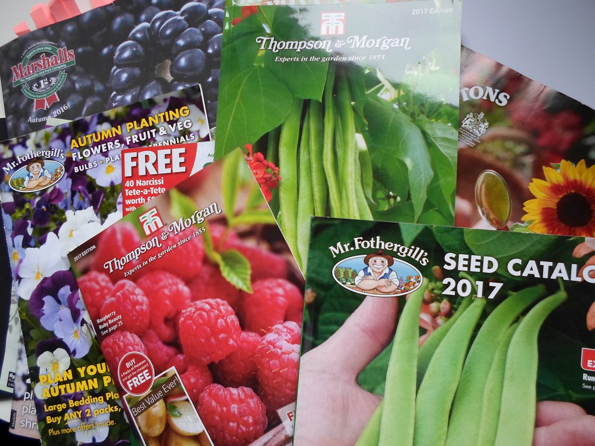 11ampersands's tweet photo. Raining outside feet up with a mug of tea and all the seed catalogues - I really should be writing not reading but can't resist #growyourown https://t.co/ExacRG964n