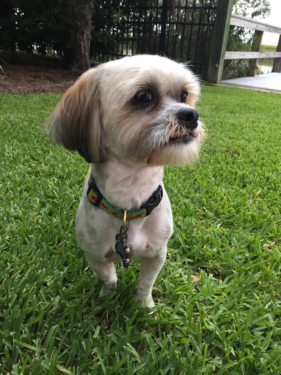 October is Adopt a Shelter Dog Month! Bobby &amp; Claudia rescued Mani from Coastal Pet Rescue and he is the perfect addition to the family.