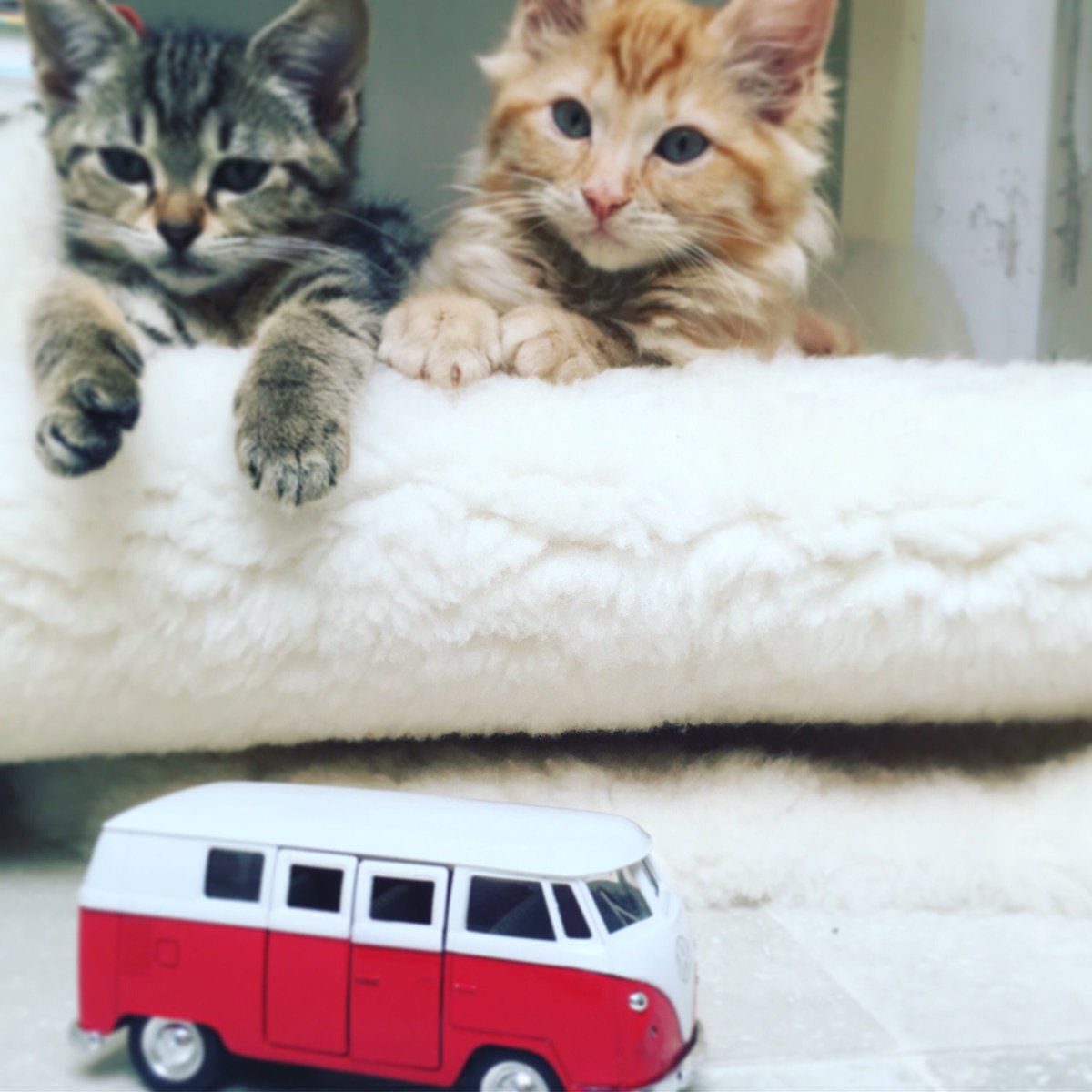 devoncampers's tweet photo. Even Skittles and Twitchet are #campervan crazy #vantastic #Devoning https://t.co/iZx1T441jq