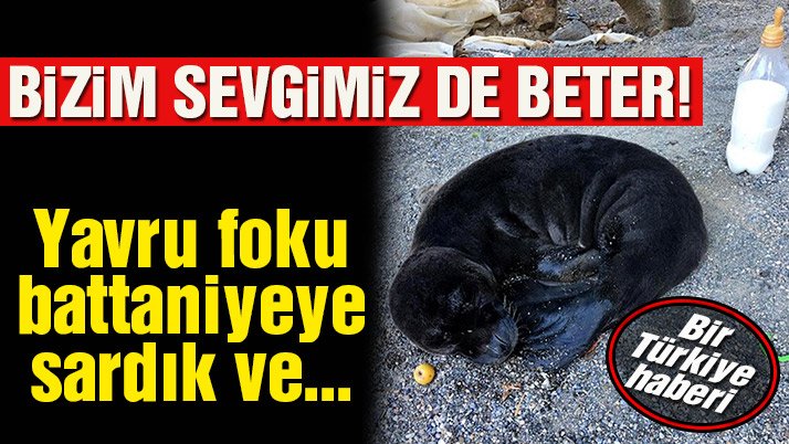 twitthoca's tweet photo. ''Köylünün sevgisi yavru foku öldürdü'' https://t.co/RC91wFK9Y2