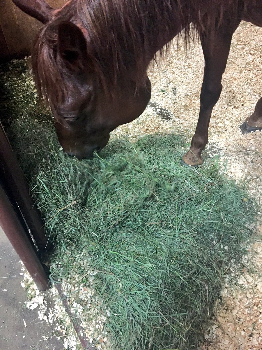 adrienneivey's tweet photo. The problem with having an expert hay-maker husband is that the horses eat it like it's crack... #DoubleConsumption #DoubleHayBurners #Hay16 https://t.co/jvaIPemYUq