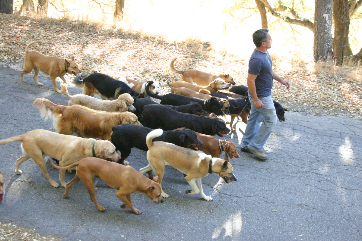 cesarmillan tweet picture