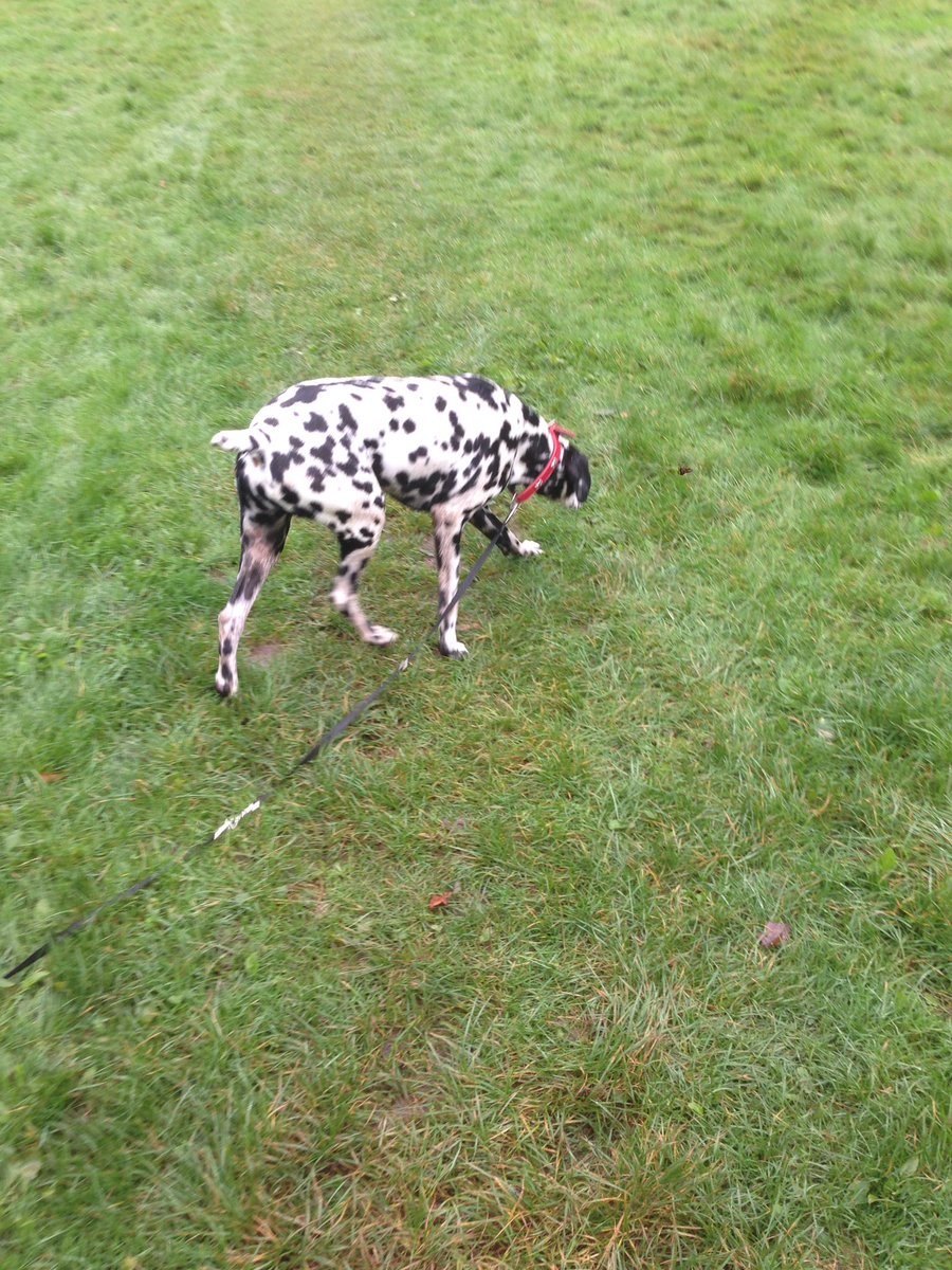 walkingwithsam's tweet image. Already in love with this handsome boy milo x