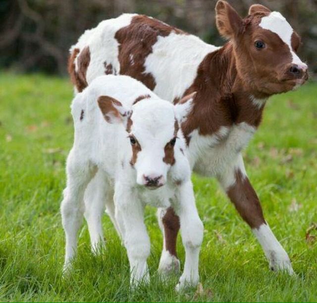 justcutecows's tweet photo. The cuteness is unreal. 😍🐮 #justcows #cows #calf https://t.co/eXQsn2uVm4