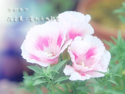 君に贈る誕生花 10 5 ゴデチア 花言葉 変わらぬ熱愛 10 6 ボロニア 花言葉 心が和む 10 7 エキナセア 花言葉 あなたの痛みを癒します 10 8 コルチカム 花言葉 華やかな美しさ