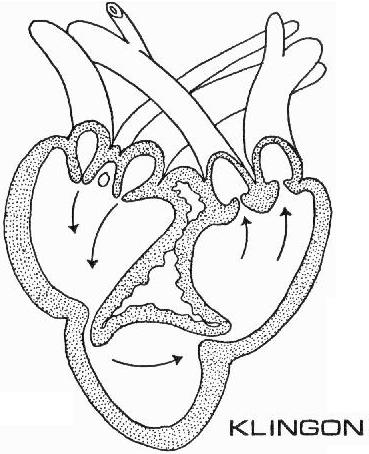 Actually Klingons are supposed to have one heart, with 8 chambers
RT: <a href="/EveForster/">Eve Forster 🧠</a> <a href="/PatchouliW/">Patchouli Woollahra 🇺🇦</a> "OMG like a Klingon??!! THAT'S SO COOL"