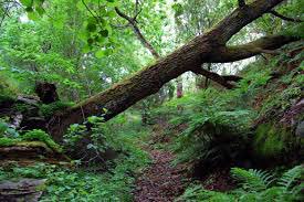 realGGGeorg_Z's tweet photo. Plot point #3- Wow. That was a huge tree that fell. Haha Ulrich is stuck though...oh wait so am I. #stuck https://t.co/UMr7deXFbh