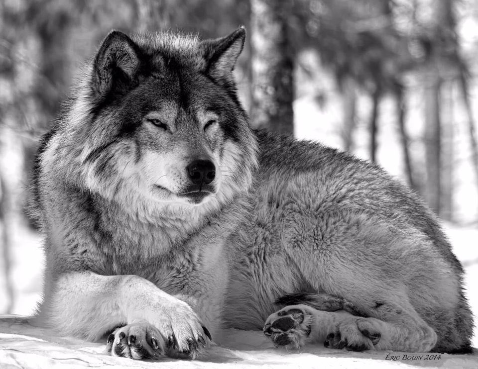 GeorgZnaenae's tweet photo. When your dying but all you think about is wanting to hug the wolves. #dogloverproblems https://t.co/8iczipIbon