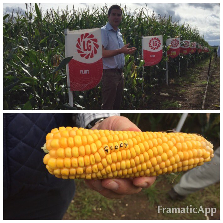 SarahMPowell's tweet photo. Had a fantastic day last Friday at Limagrain Maize trial site @LGSeedsUK #glory #gloryinthefield 🌽 @ACTFarmSupplies https://t.co/aDGUC7nxBo