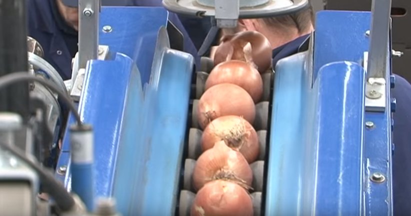 See how onions go from #farmtofork in this clip from #LincsKitchen, a show that highlights local Lincs suppliers ow.ly/WSR5304zEii