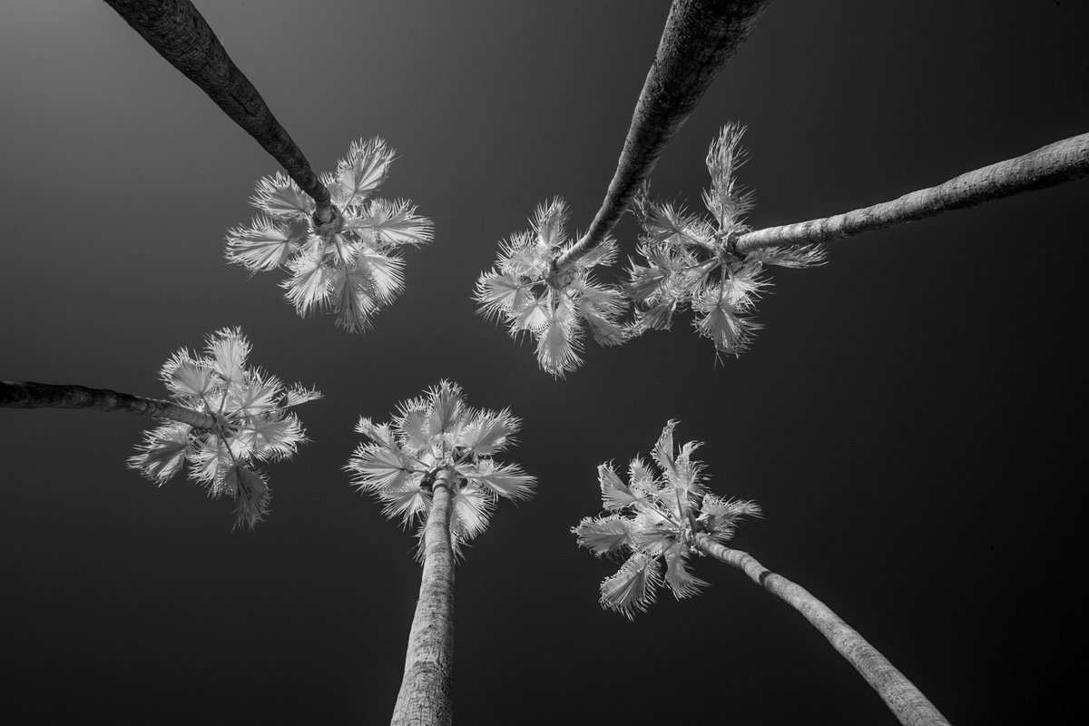 atkinson_pa's tweet image. #fsprintmonday infrared palm trees @WorldInInfrared