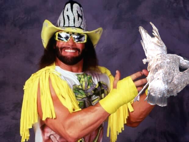 Amusitr0n's tweet photo. Every pic of Macho Man Randy Savage looks like he's being forced to hold a dead seagull but he's terrified of birds https://t.co/Iw4GqSeStP