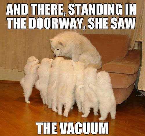 MuttButs's tweet photo. My Riedi must have heard this bedtime story.  Any one else have a dog afraid of the vacuum? https://t.co/9MiIhx10zu