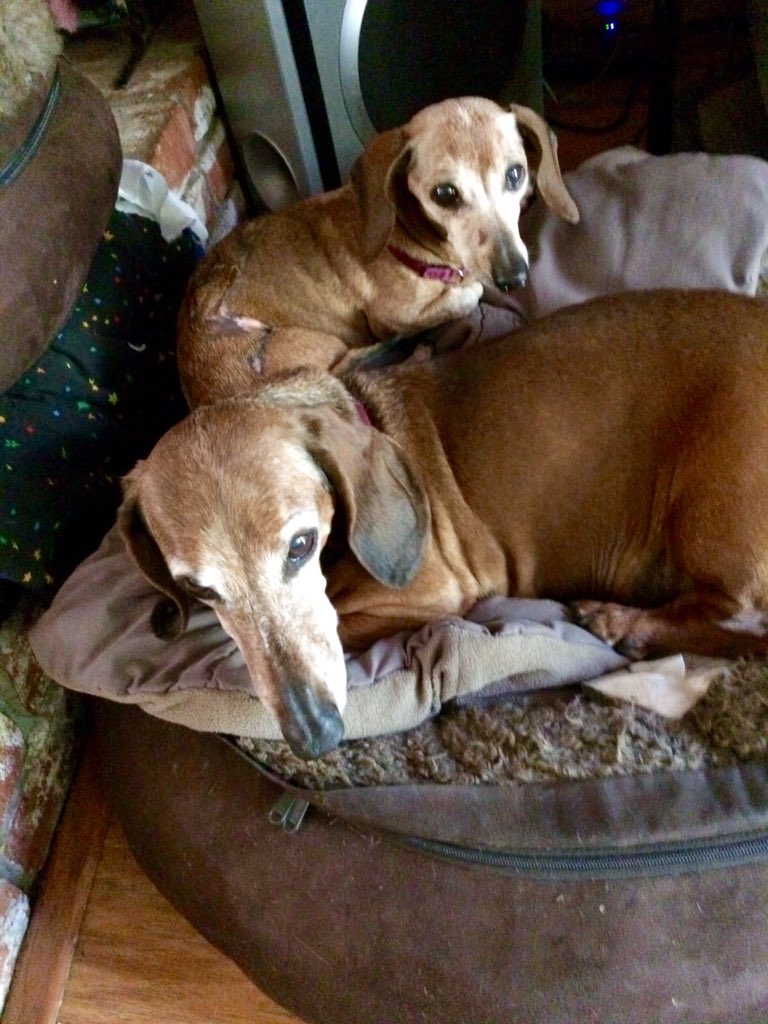 donnaconrad's tweet photo. @DogsNaturally @K9BackPack 👀 at Stars🌟 side you can 👀reaction to #Convenia 💉 She healed with 2mo of TLC, bandages & #Aloe 👏🏼 good now 🐶 https://t.co/dCvrM18WtD