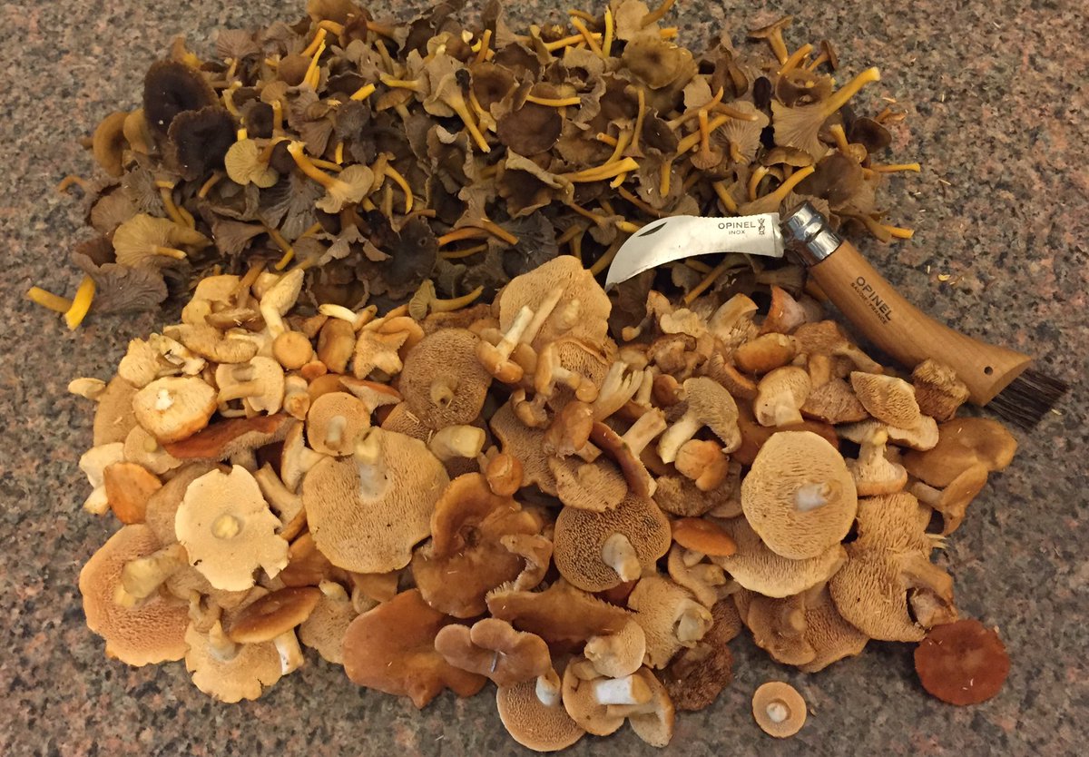 tstou10's tweet photo. Yet another #spectacular morning #foraging: bog #chanterelles (#Craterellus) &amp; #Hydnum umbilicatum make me a #happy #foodie! #edible #fungi https://t.co/IA3KPKLmbW