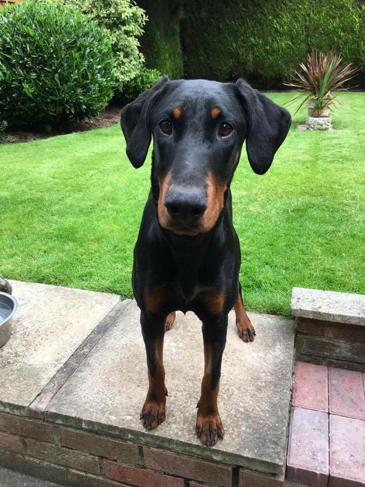 LisaLisaw1's tweet photo. Have you seen her? Been offered her? Know where she is? Please help get her home #FindCandy #Stolen 19/09/16 https://t.co/oHDFfElsKw