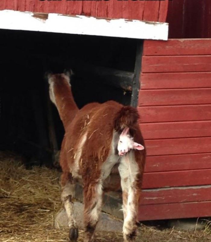 Funny_Images__'s tweet photo. 'Sup?'... https://t.co/k7VeZzwn4g